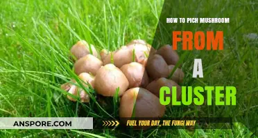 Mastering the Art of Picking Mushrooms from a Cluster Safely