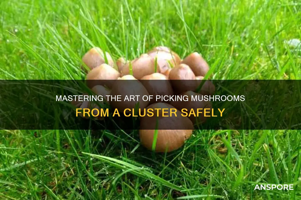 how to pich mushroom from a cluster