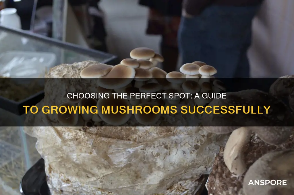 how to pick a location to grow mushrooms