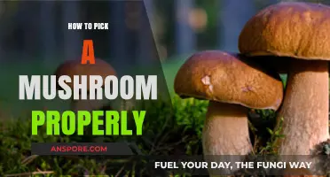 Mastering Mushroom Foraging: Essential Tips for Safe and Proper Picking