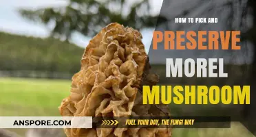 Mastering Morel Mushrooms: Expert Tips for Picking and Preserving