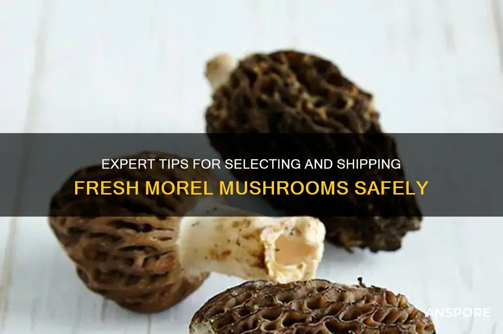 how to pick and ship morel mushrooms