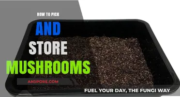 Mastering Mushroom Selection and Storage: Tips for Freshness and Flavor