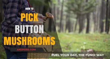 Picking Button Mushrooms: A Step-by-Step Guide
