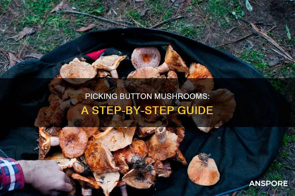 how to pick button mushrooms