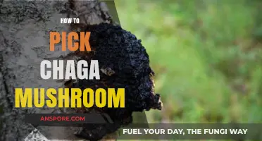 Selecting the Best Chaga Mushrooms
