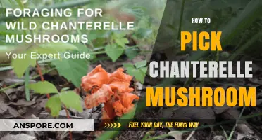 Foraging Chanterelles: A Beginner's Guide to Picking Mushrooms