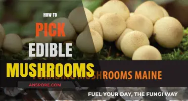 Safely Foraging Edible Mushrooms: Expert Tips for Accurate Identification