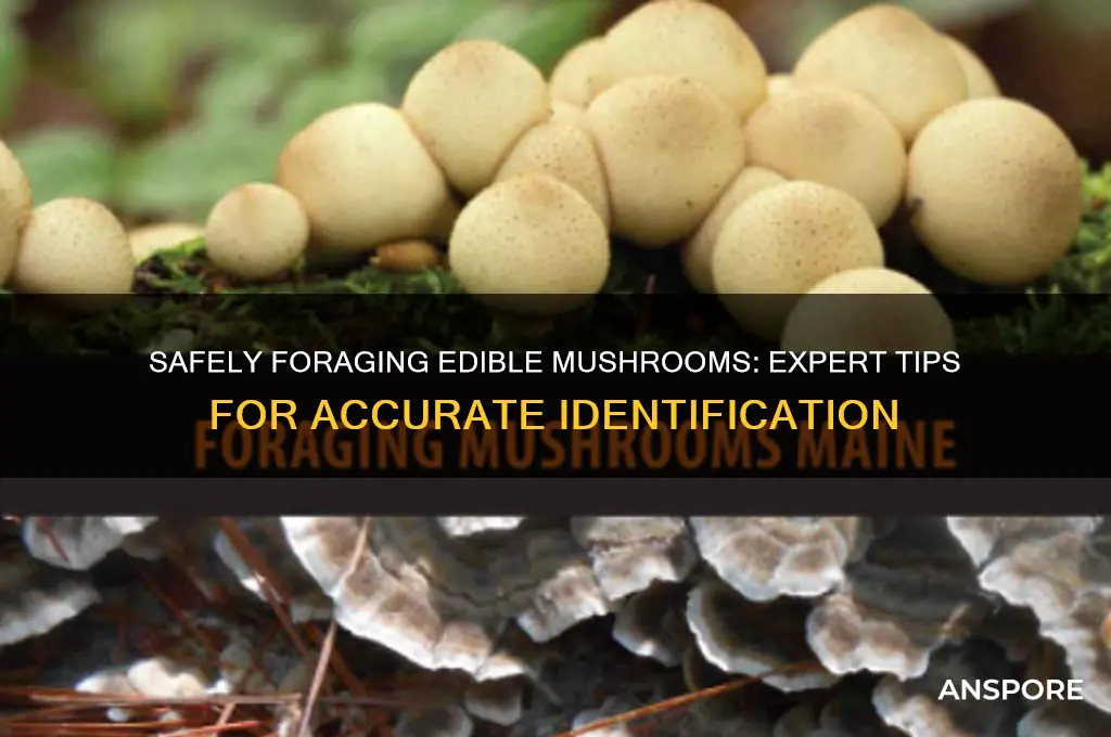 how to pick edible mushrooms
