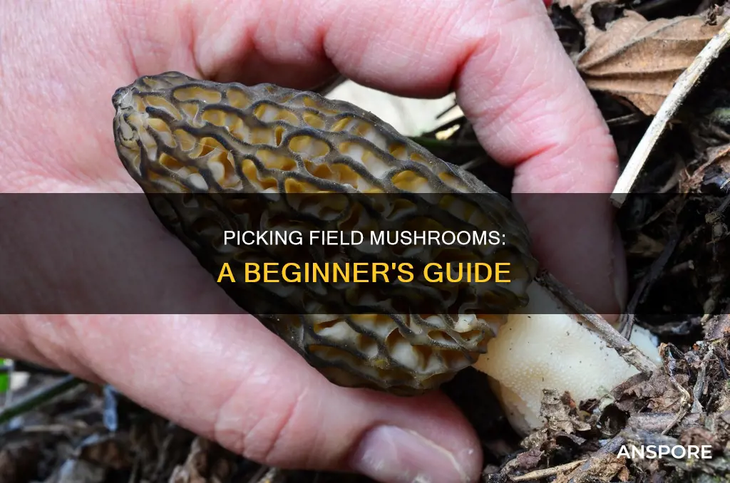 how to pick field mushrooms