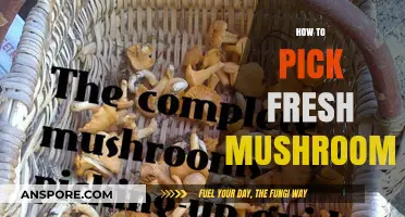 Picking Fresh Mushrooms: A Beginner's Guide