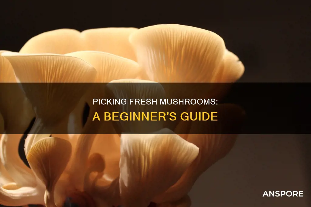 how to pick fresh mushrooms