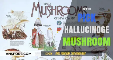 Picking Magic Mushrooms: A Beginner's Guide