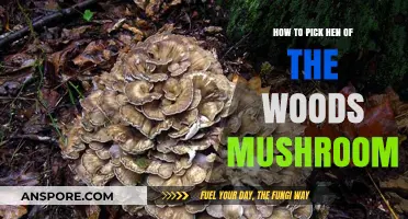 Expert Tips for Finding and Picking Hen of the Woods Mushrooms