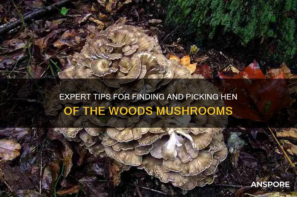 how to pick hen of the woods mushroom