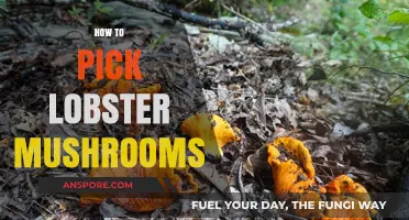 Foraging Lobster Mushrooms: Tips and Tricks