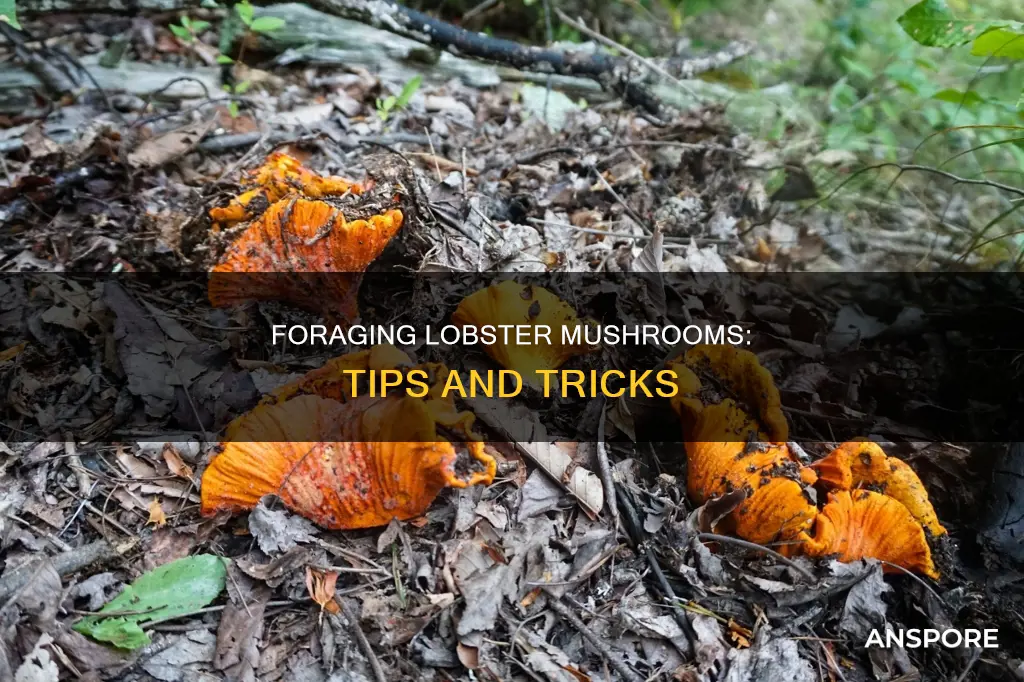how to pick lobster mushrooms