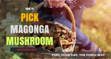 Picking Magonga Mushrooms: Tips for Foragers