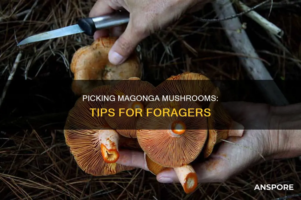 how to pick magonga mushroom