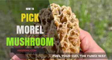 Mastering Morel Mushroom Foraging: Essential Tips for Successful Harvesting