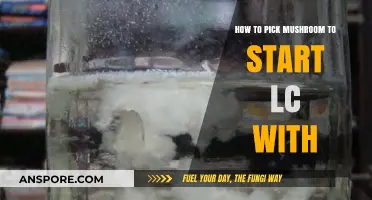 Choosing the Perfect Mushroom Species for Your Liquid Culture Setup