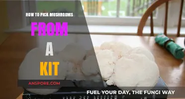 Easy Mushroom Growing: Tips for Harvesting Your Kit's Bounty