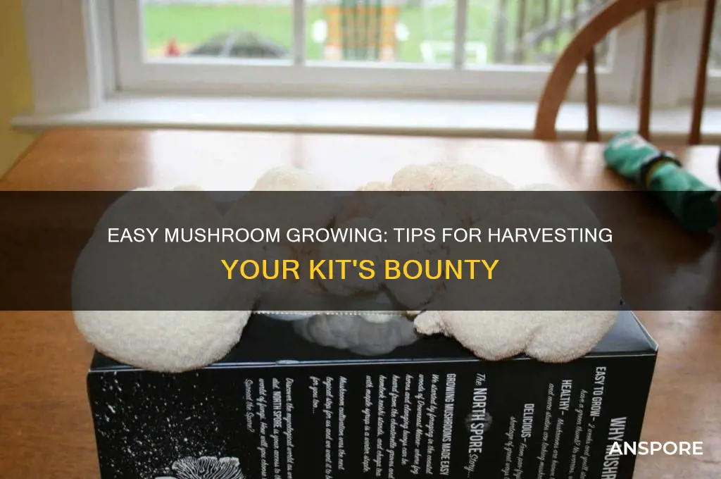 how to pick mushrooms from a kit
