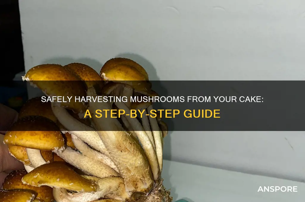 how to pick mushrooms from cake