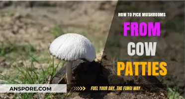 Foraging Safely: How to Pick Mushrooms from Cow Patties