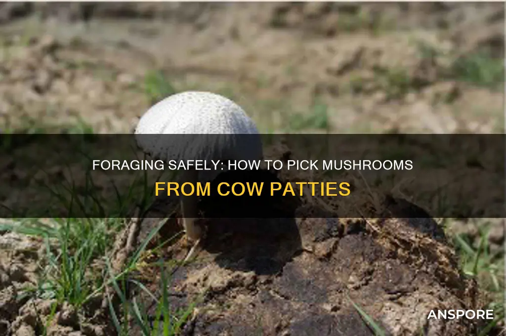 how to pick mushrooms from cow patties