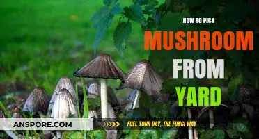 Safely Harvesting Edible Mushrooms from Your Yard: A Beginner's Guide