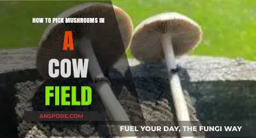 Safely Harvesting Edible Mushrooms in Cow Fields: A Beginner's Guide