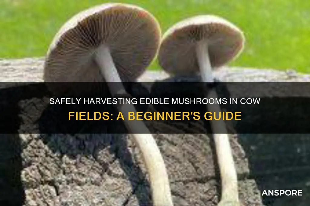 how to pick mushrooms in a cow field