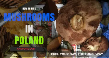 Essential Tips for Safely Picking Wild Mushrooms in Poland