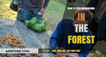 Forest Foraging Guide: Safely Identifying and Picking Wild Mushrooms