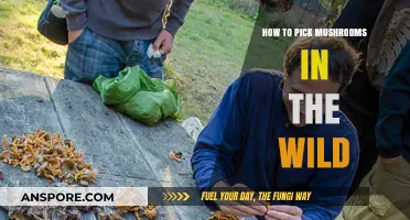 Safe Wild Mushroom Foraging: Essential Tips for Beginners and Enthusiasts