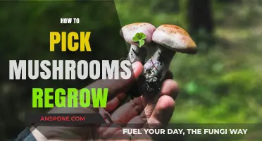 Picking Mushrooms: Tips for Regrowth