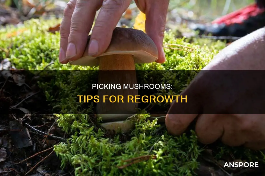 how to pick mushrooms regrow