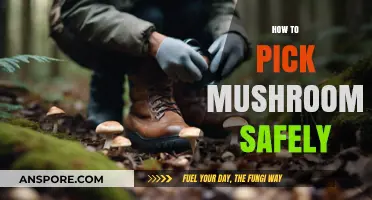 Picking Mushrooms: Stay Safe and Aware
