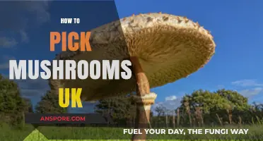 Mushroom Picking: A UK Guide to Foraging