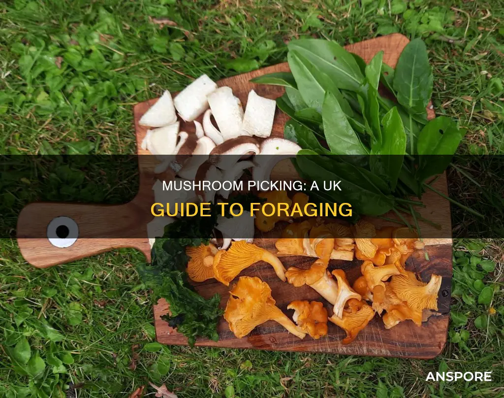 how to pick mushrooms uk