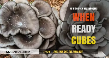 Perfect Mushroom Harvest: Timing and Tips for Ready-to-Pick Cubes