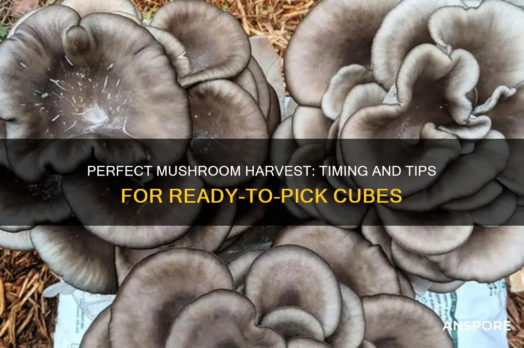 how to pick mushrooms when ready cubes