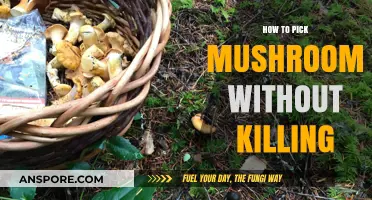 Sustainable Mushroom Foraging: Harvesting Without Harming the Ecosystem