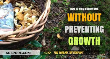 Sustainable Mushroom Foraging: Tips for Harvesting Without Harming Growth