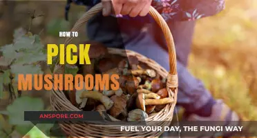 Mushroom Picking: A Guide to Foraging Safely