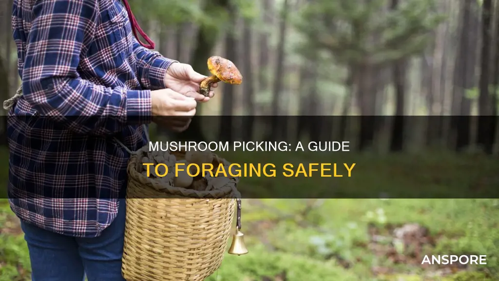 how to pick mushrooms