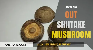 Mastering Shiitake Selection: Tips for Choosing Perfect Mushrooms Every Time