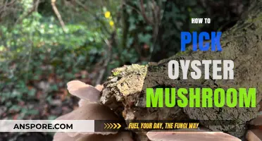 Foraging Oyster Mushrooms: A Beginner's Guide
