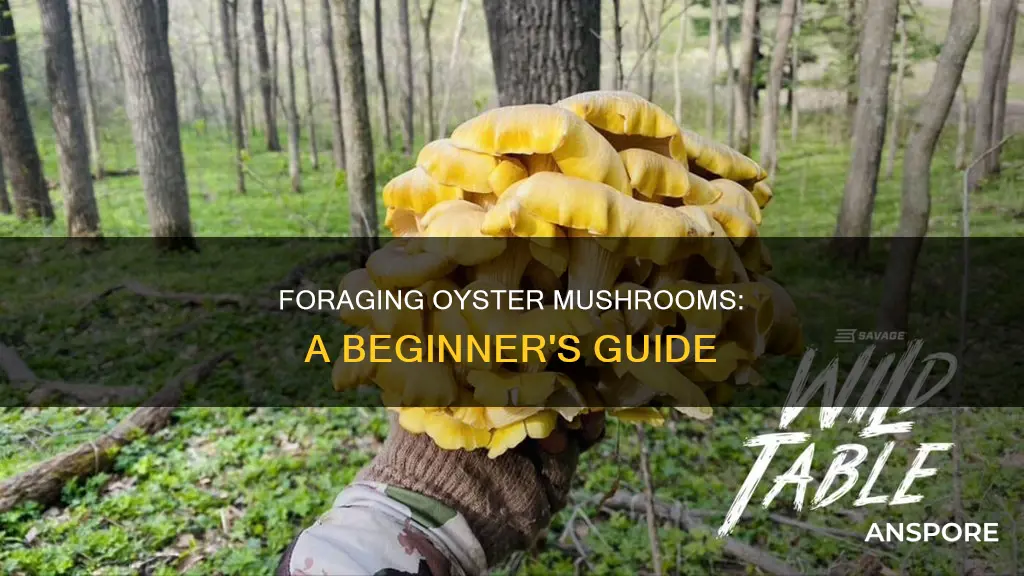 how to pick oyster mushrooms